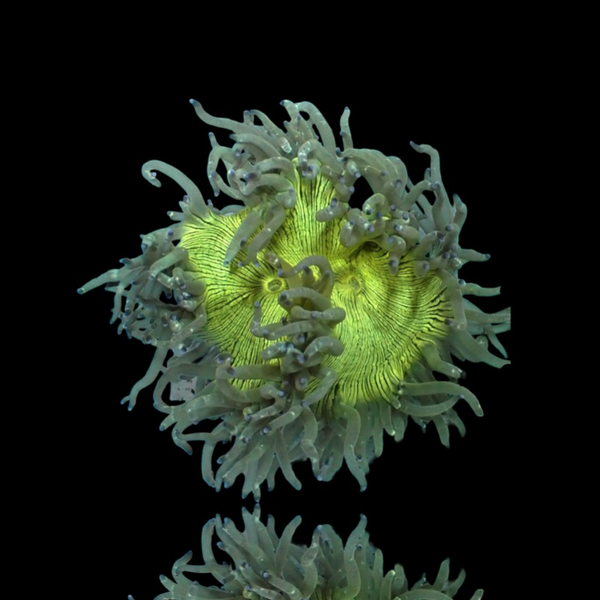 Catalaphyllia Jardinei Indonesia - Elegance Coral - S/M