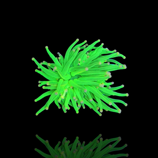 Euphyllia Glabrescens TOD Torch - 1 head