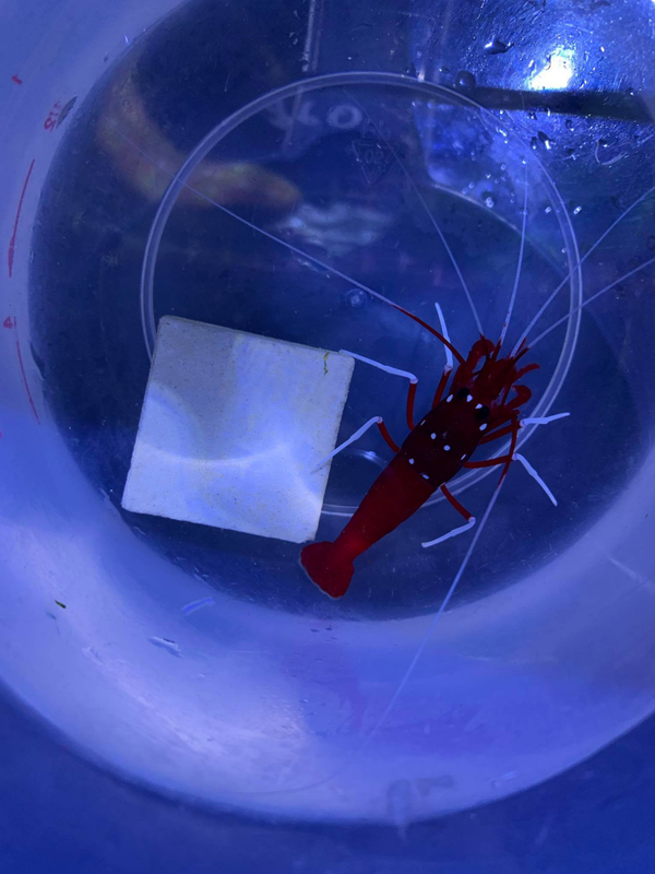 Lysmata debelius
