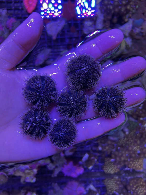Mespilia globulus