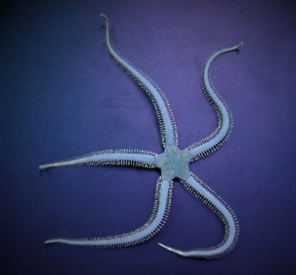 Ophiarachna incrassata