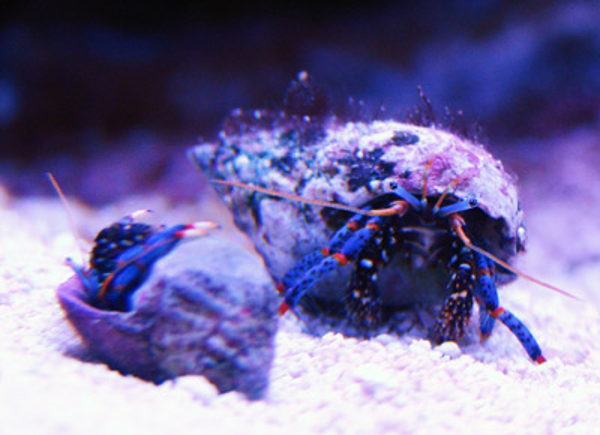 Clibanarius tricolor