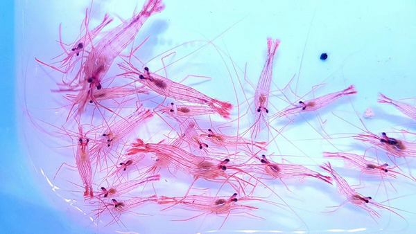 Lysmata wurdemanni, Peppermint shrimp 2-3 cm (Aiptasia eater)