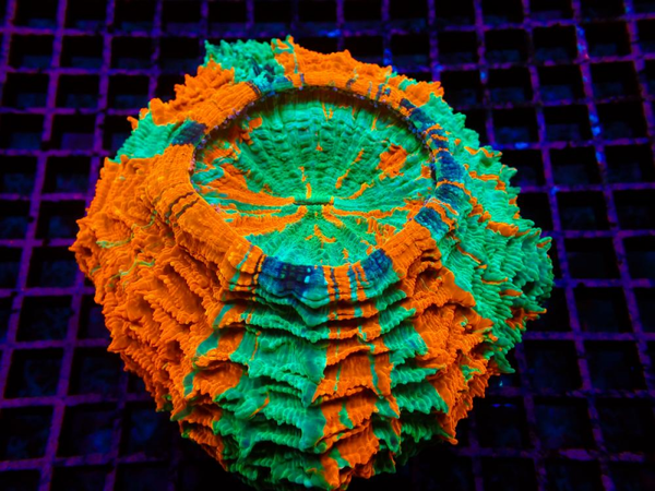 Mastergrade Rainbow Acanthophyllia - WYSWG