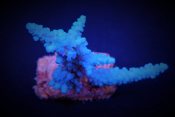 Acropora gomezi (M)