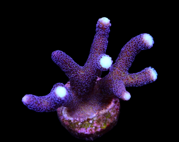 Stylophora pistillata (Milka) - S