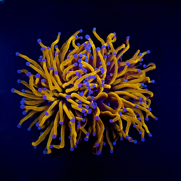 Euphyllia glabrescens (Gold Torch) (Grade A)  - 2 heads