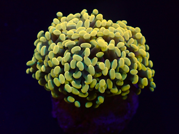 Euphyllia paraancora (Yellow-Gold) - 2 heads