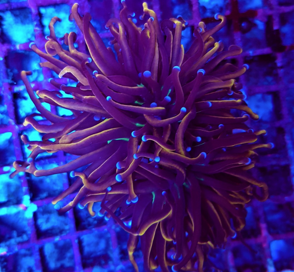 Euphyllia glabrescens (NYknicks) - 3+ heads