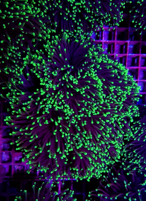Euphyllia glabrescens (Green) (Premium) - XL - 8+ heads