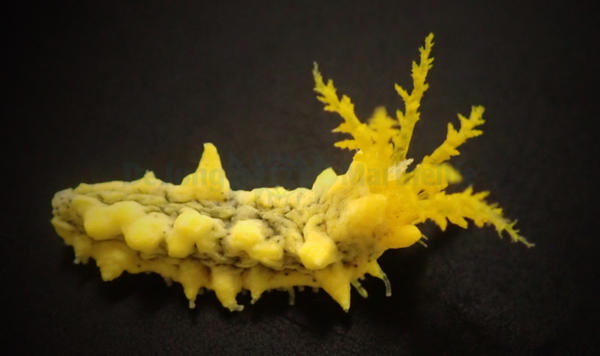 colochirus robustus (yellow)