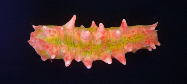 Colochirus crassus (pink)