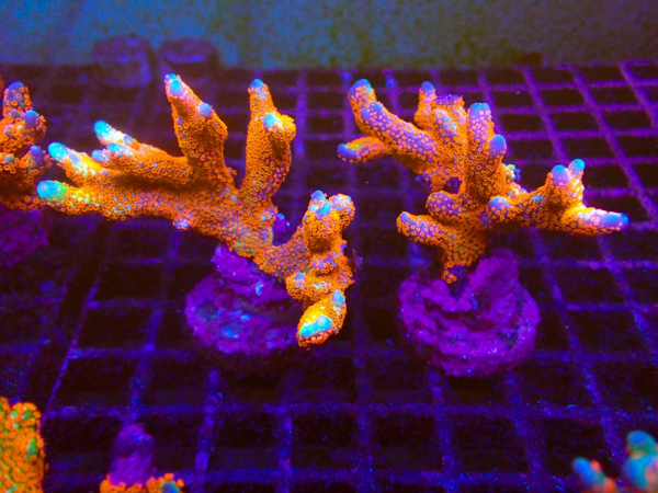 Montipora Forest Fire Frags (WYSWG choice)