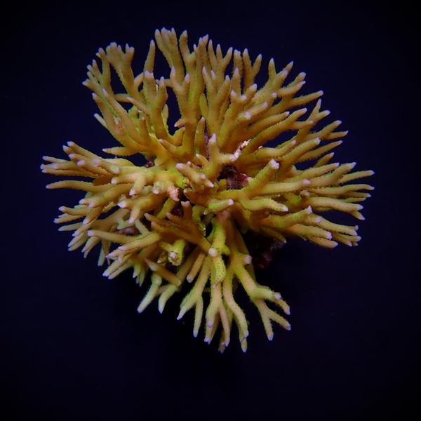 Seriatopora hystrix (Green) - L