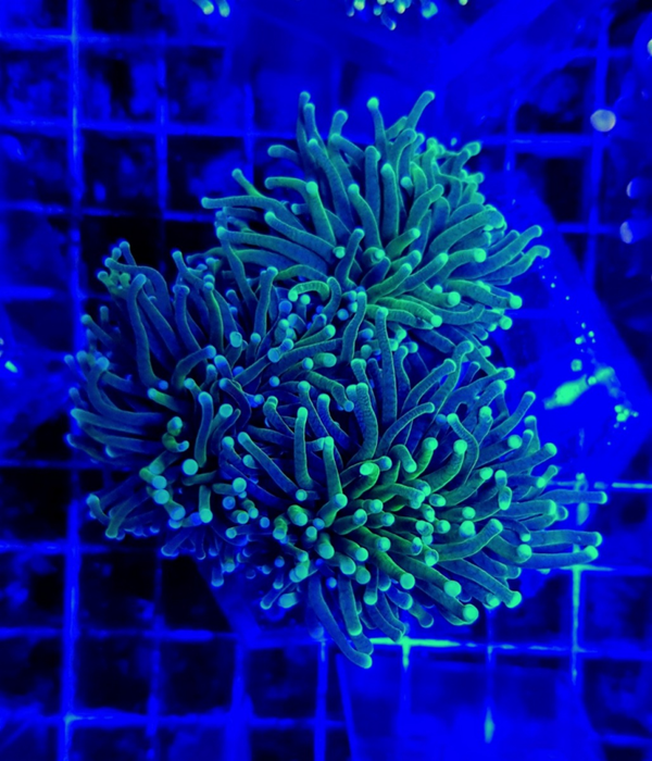 Euphyllia glabrescens (Green) (Premium) - 5 heads