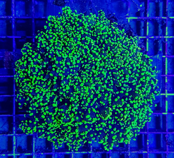 Euphyllia yaeyamaensis (Green) (Ultra) - XL