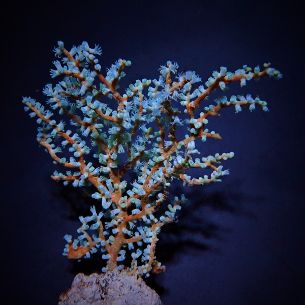 Acalycigorgia spp. - L