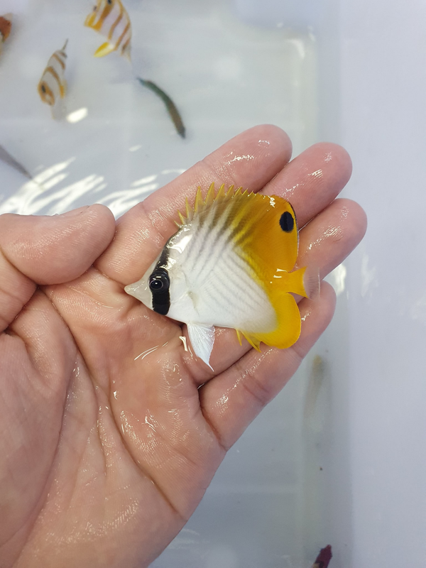 Chaetodon auriga (S)