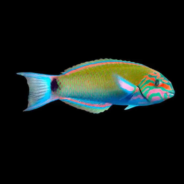 Thalassoma lunare  ADULT - L/XL