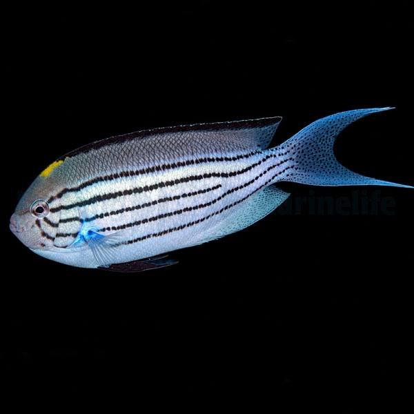 Genicanthus lamarck (male) - XL