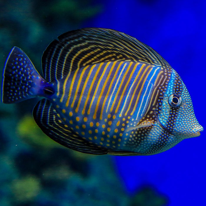 zebrasoma desjardinii - XL
