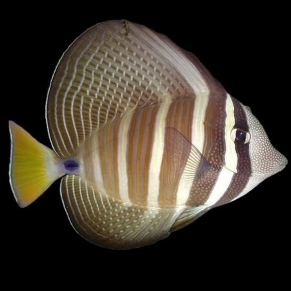 zebrasoma veliferum- XL