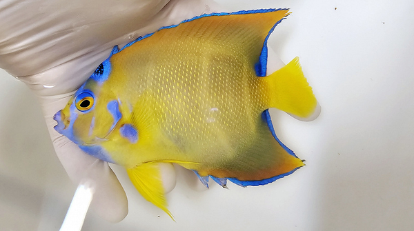 Holacanthus ciliaris Adult 10-12 cm