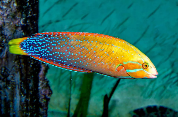 Coris Gaimard Adult (L)
