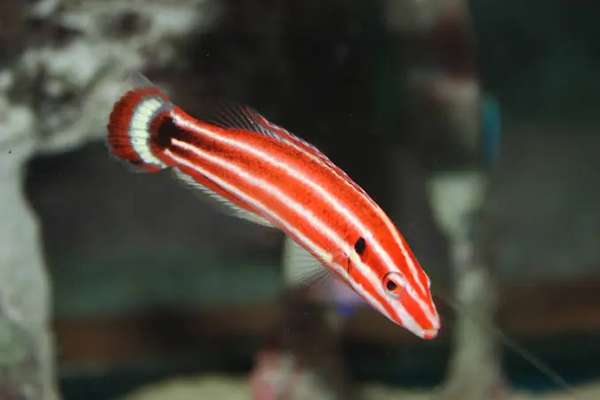 Bodianus sepiacaudus L
