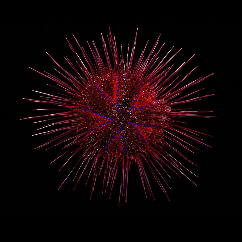 asteropyga radiata XL