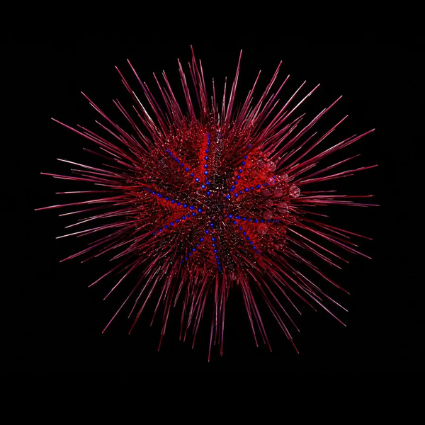 asteropyga radiata XL