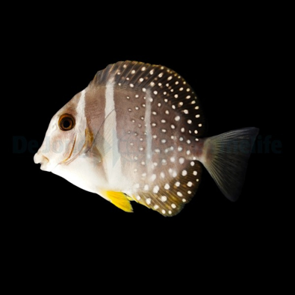 Acanthurus guttatus L/XL