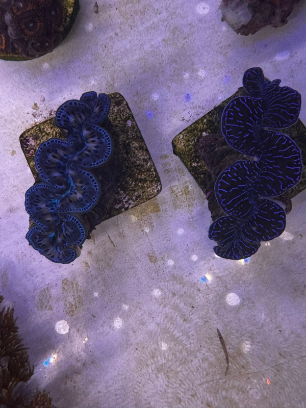 Tridacna maxima (Blue) (Ultra) (Pacific) (5cm)(WYSWG)