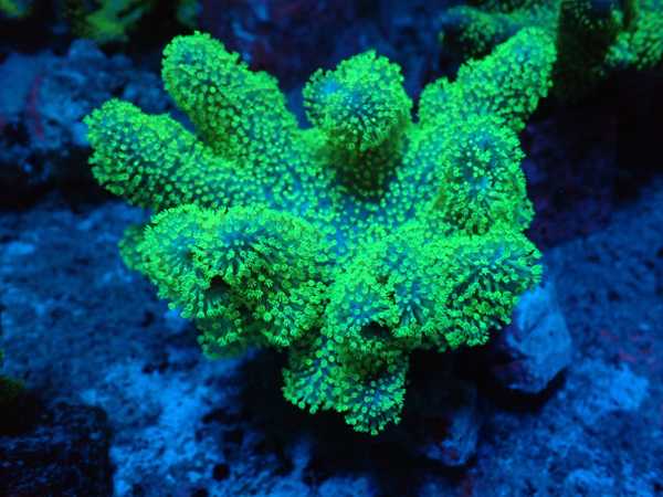 lobophyton green - Melqui