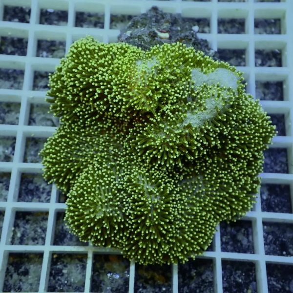 sarcophyton (L) - green - melqui