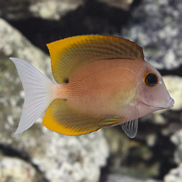 Ctenochaetus tominiensis S
