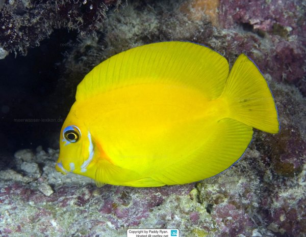 Acanthurus pyroferus (mimic Heraldi) - M