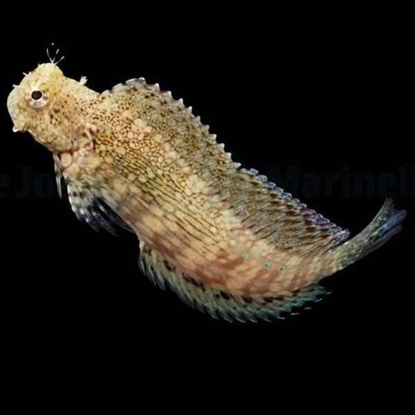 Salarias fasciatus Red Fin - M