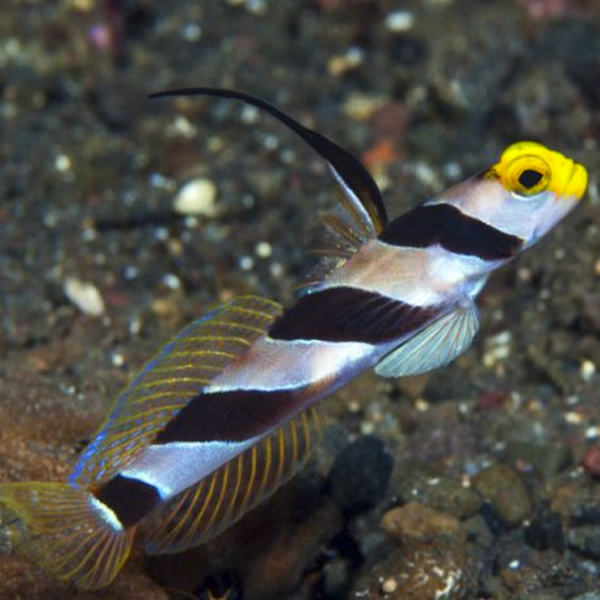 Stonogobiops xanthorhinica
