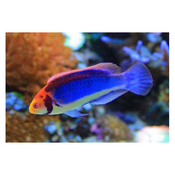 Cirrhilabrus solorensis - M