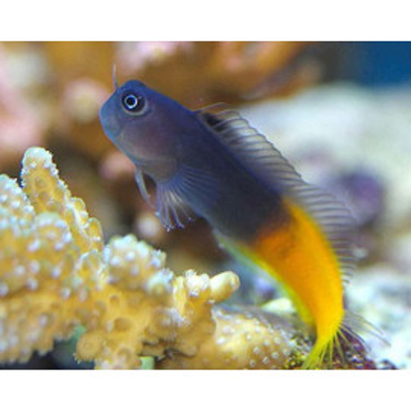 Ecsenius Bicolor - M