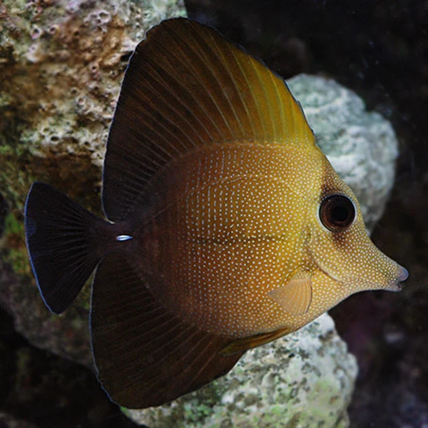 Zebrasoma scopas - M