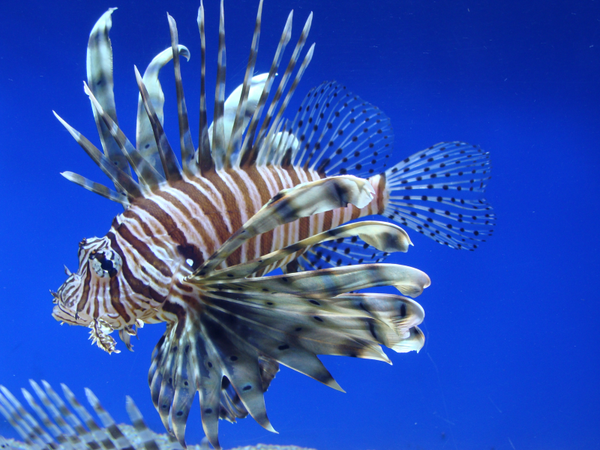 Pterois volitans Black S