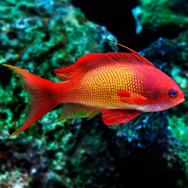 Anthias squamipinnis (male)