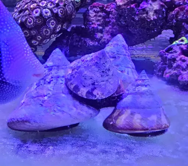 Trochus histrio (Marine Grazer Snail) XXXL