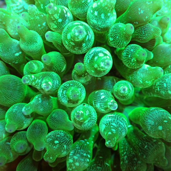 Entacmaea quadricolor Green 7 cm