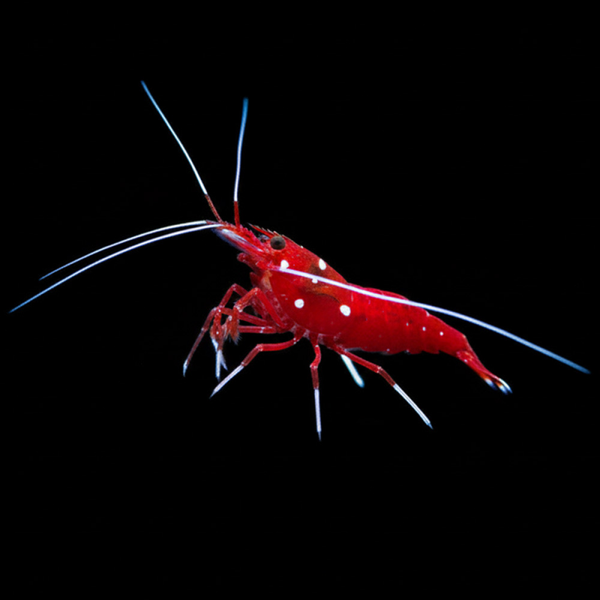 Lysmata debelius M
