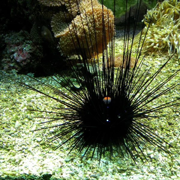 Diadema sp. Urchin S