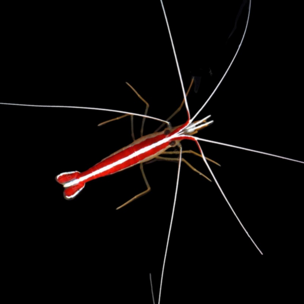 Lysmata Amboinensis - Cleaner Shrimp - M