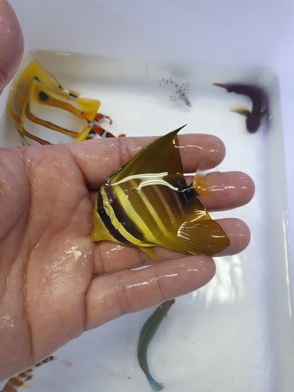Sailfin Tang